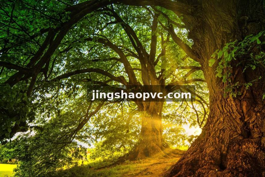 小艾电竞 开赛前十分钟教练组在做什么？从BP到一级团的完整执行链条